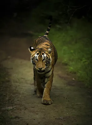 350+ Bengal Tiger Pictures [HD] | Download Free Images on Unsplash