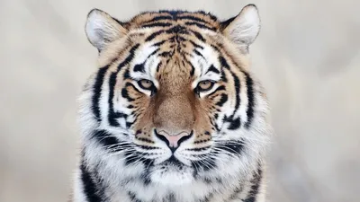 Tiger, national geographic, ultra-realistic, photo-art, hd on Craiyon