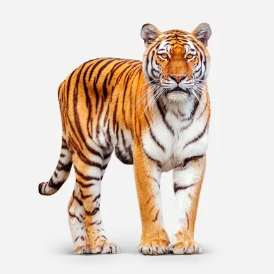 Wall Art Pictures A Tiger With Dignity HD Canvas Paintings For Living Room  | eBay