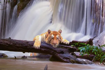 Exclusive AZOHP2155 Tiger 3d Digital Full HD Poster Latest Best New 3D Look  Beautiful Paper Print - Abstract, Nature posters in India - Buy art, film,  design, movie, music, nature and educational