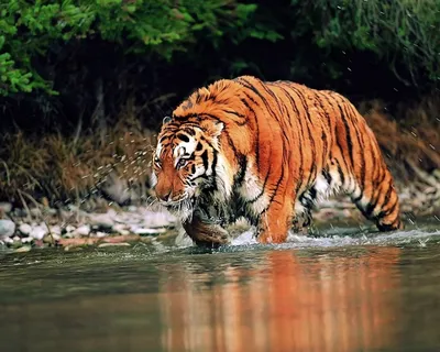 Tiger Animal 4K Wallpaper iPhone HD Phone #9190i