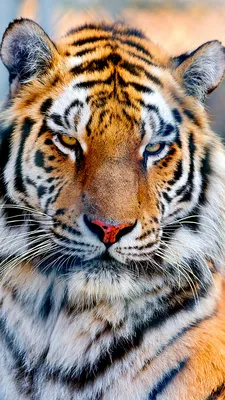 Closeup View Of Tiger With Stare Look Is Sitting In Blur Mountain  Background 4K HD Tiger Wallpapers | HD Wallpapers | ID #95874