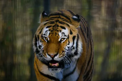 Tiger face Wallpaper 4K, Majestic, Wild animal, Closeup