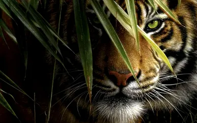 Siberian Tigers - Big Cats Wild Dcumentary (HD 1080p) - YouTube