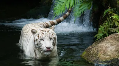 Animal Tiger HD Wallpaper