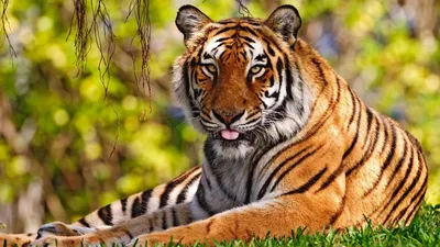 Top 35 Tiger Wallpapers [ 4k + HD ]