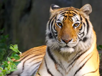 Tiger HD Wallpaper for Android