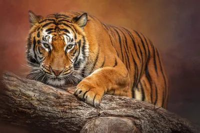 Siberian tiger Wallpaper 4K, 5K, Amur tiger