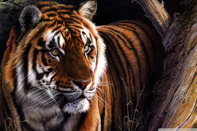 Amur Tiger | Zoo de Granby