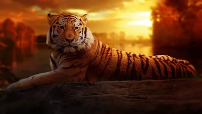 An Image Of A Tiger Walking Through The Forest And Leaving Rocks  Background, Tiger Tiger Tiger, Hd Photography Photo, Bengal Tiger  Background Image And Wallpaper for Free Download