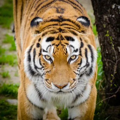 Scarry animal, mystery background tiger