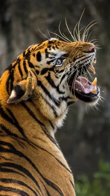 Roaring Tiger 4K Ultra HD Mobile Wallpaper | Tiger wallpaper, Tiger images,  Tiger pictures