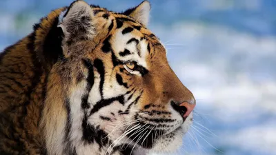 Скачать 2560x1600 тигр, морда, хищник, взгляд, грустный, большая кошка  обои, картинки 16:10