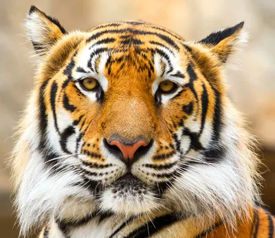 Фото Тигры морды Взгляд животное Рисованные 2213x1920
