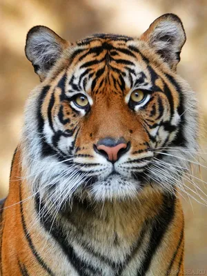 Скачать 1920x1080 тигр, морда, окрас, полосатый, хищник обои, картинки full  hd, hdtv, fhd, 1080p