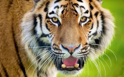 Морда тигра - красивые фото