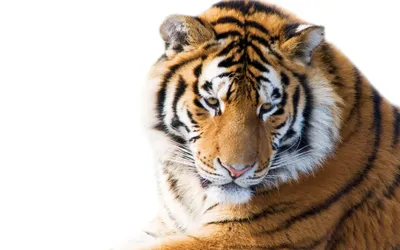 Лицо самца тигра на черном фоне. | Премиум Фото | Tiger, Hd dark  wallpapers, Face pictures