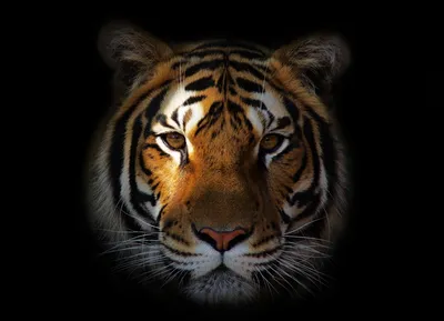 Скачать 1920x1080 тигр, морда, нос, хищник обои, картинки full hd, hdtv,  fhd, 1080p