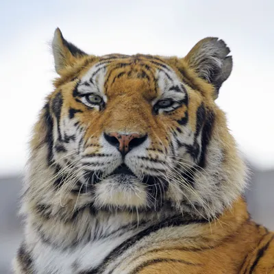 Скачать обои тигр, морда, кошка, взгляд, белый фон разрешение 1920x1200  #49244