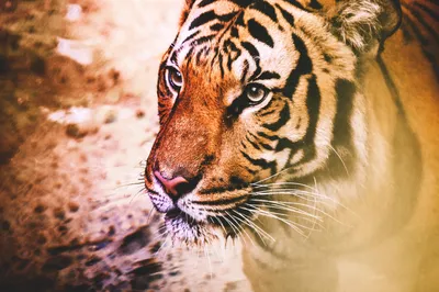 Толстовка-кенгуру с 3D принтом Тигр. Морда тигра, все модели и размеры  (ID#1505000263), цена: 1750 ₴, купить на Prom.ua