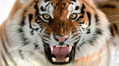 Взгляд тигра (56 фото) | Морды животных, Животные, Тигр