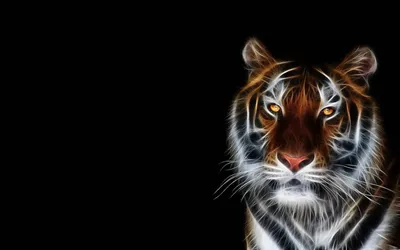 Изолируют закрашенный тигра на белом фоне Морда улыбнувшись Сокращение от  изображения оранжевого тигра реветь Стоковое Изображение - изображение  насчитывающей оскал, охотник: 167327079