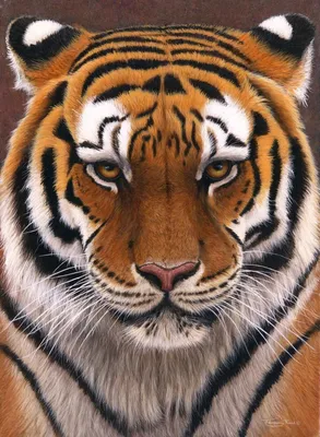 Скачать 800x1420 тигр, морда, хищник, взгляд, грустный, большая кошка обои,  картинки iphone se/5s/5c/5 for parallax