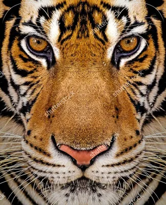 Face Of Тигра — стоковые фотографии и другие картинки Тигр - Тигр, Лицо  человека, Голова животного - iStock