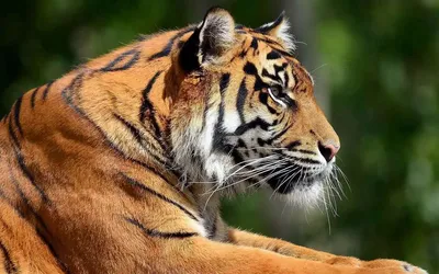 Обои Тигр, морда, оскал, Амурский тигр, портрет, Tiger, Muzzle, Grin, Amur  Tiger, portrait, Животные #934