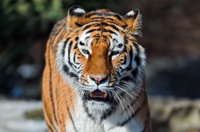 Скачать обои тигр, морда, свет, портрет, взгляд разрешение 1024x1024 #271550