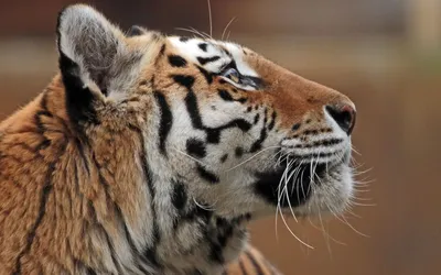 Картинки тигр, морда, арт, животные - обои 1280x1024, картинка №382016