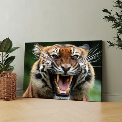 Морда полосатых взорвать тигра. Портрет главы тигра, опираясь на стене.  Мощный зверь Стоковое Фото - изображение насчитывающей глаза, смотреть:  185154002