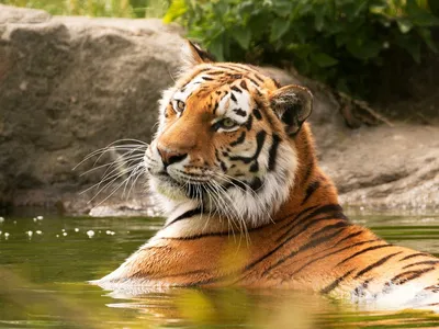 Картина на холсте \"Тигр, морда тигра, портрет\" 240x90 см. с алюминиевыми  подвесами, в тубусе - купить по низкой цене в интернет-магазине OZON  (563828331)
