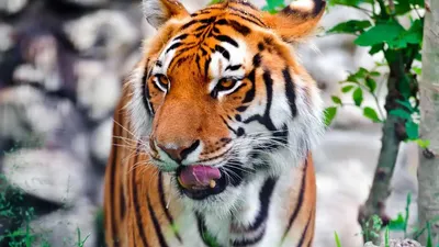 Лицо тигра рисунок - 47 фото