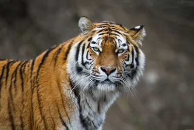 Морда тигра » Рыжие тигры » Кошачья галерея » Magnus Felidae (Великие  Кошачьи) - красота и превосходство!