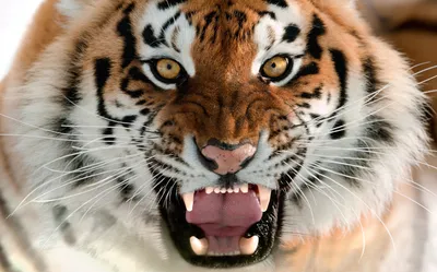 Пано: Тигр. Морда хмурого тигра, …» — создано в Шедевруме
