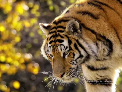Картинки тигр, морда, взгляд, глаза в глаза - обои 1366x768, картинка №6671