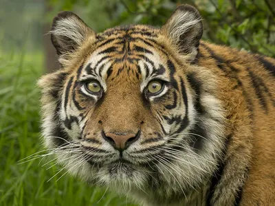 Closeup Of Морды Тигра — стоковые фотографии и другие картинки Агрессия -  Агрессия, Бенгальский тигр, Влажный тропический лес - iStock