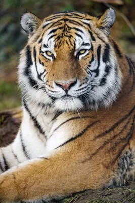 Mobile wallpaper: Tiger, Sight, Opinion, Strips, Animals, Predator, Big  Cat, Stripes, 128022 download the picture for free.