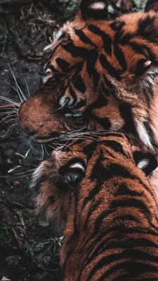 Обои на телефон амурский тигр, большая кошка, хищник - скачать бесплатно в  высоком качестве из категории \"Животные\"
