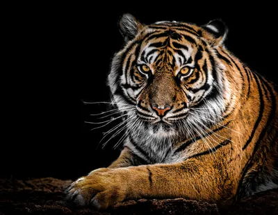 Тигры, тигрицы и тигрята - фото и обои, tigers wallpapers