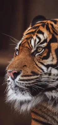Обои на телефон тигр, полосатый, хищник - скачать бесплатно в высоком  качестве из категории \"Животные\"