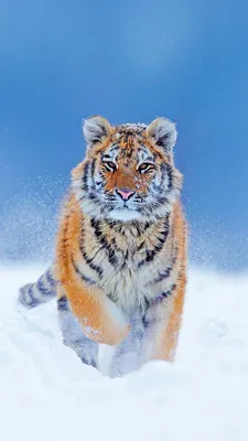 White tiger, blue, HD phone wallpaper | Peakpx