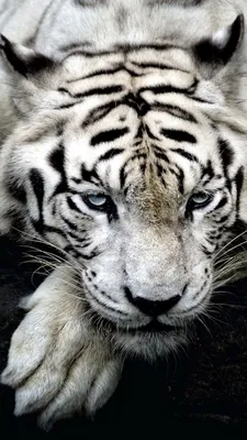 White Tiger Wildlife 4K Ultra HD Mobile Wallpaper | Wild animal wallpaper,  Pet tiger, Animals wild