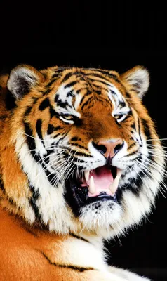 🔥 Tiger iPhone Wallpaper | Wild animal wallpaper, Tiger artwork, Big cats  art