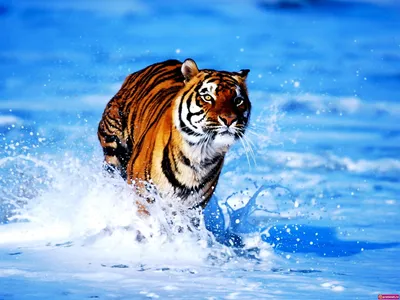Обои тигр скачать бесплатно 4141021 - Androfon.ru