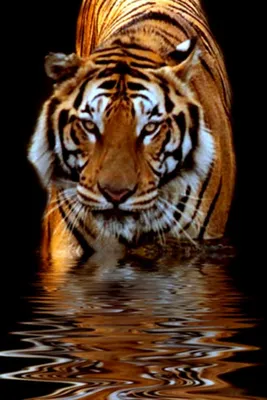 Tiger Wallpaper HD 4K for Android - Download