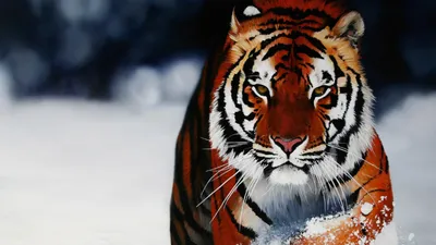 🔥 [42+] Tiger iPhone Wallpaper | WallpaperSafari