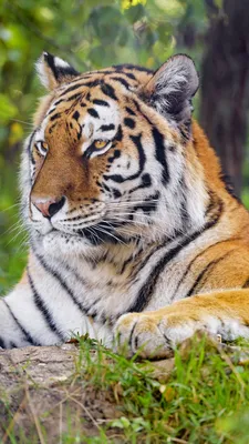 Тигр, Дикие Животные, Бенгальский Тигр - обои на телефон | ТОП Бесплатные  Скачать фото