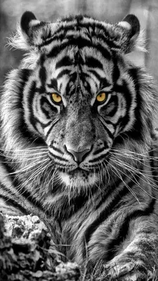 Неоновый тигр обои - фото и картинки: 60 штук